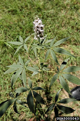 leaf or frond of Vitex agnus-castus, Chaste-tree