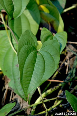 image of Dioscorea alata, Water Yam, White Yam, Great Yam, Winged Yam