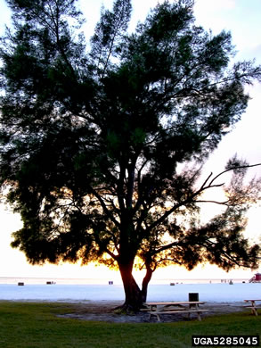 image of Casuarina equisetifolia ssp. equisetifolia, Australian-pine, Horsetail Casuarina, Beach She-oak, Coastal She-oak