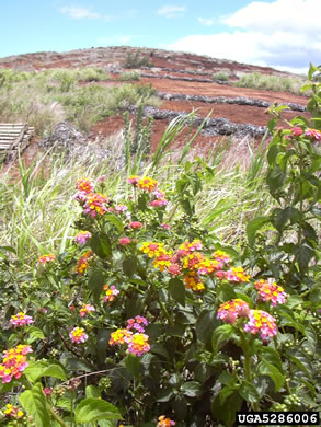 image of Lantana strigocamara, Common Lantana, Hedgeflower