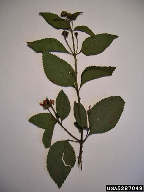 image of Lantana strigocamara, Common Lantana, Hedgeflower