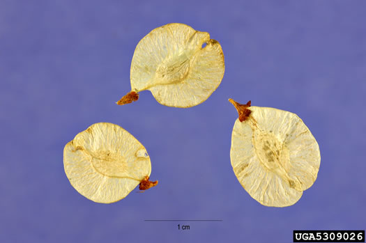 image of Ulmus pumila, Siberian Elm, Dwarf Elm