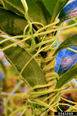 image of Cuscuta japonica, Japanese Dodder