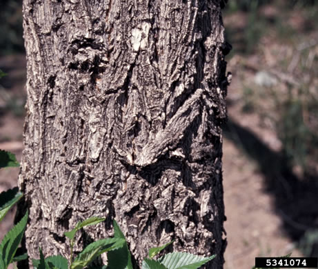 image of Ulmus pumila, Siberian Elm, Dwarf Elm