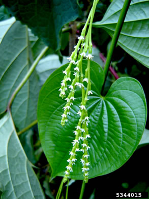 image of Dioscorea bulbifera, Air Yam, Air Potato