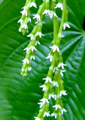 image of Dioscorea bulbifera, Air Yam, Air Potato