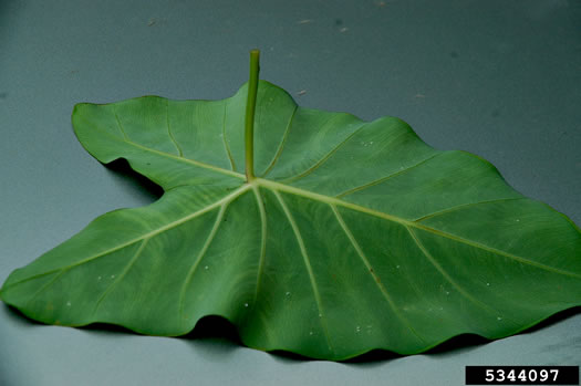 image of Colocasia esculenta, Elephant's-ear, Taro, Dasheen