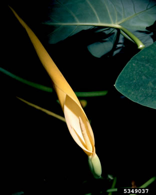 image of Colocasia esculenta, Elephant's Ear, Taro, Dasheen