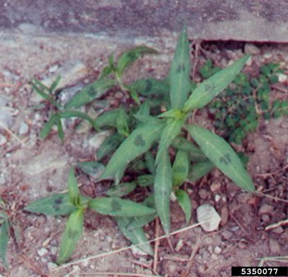 image of Persicaria maculosa, Spotted Lady's-thumb, Heart's-ease