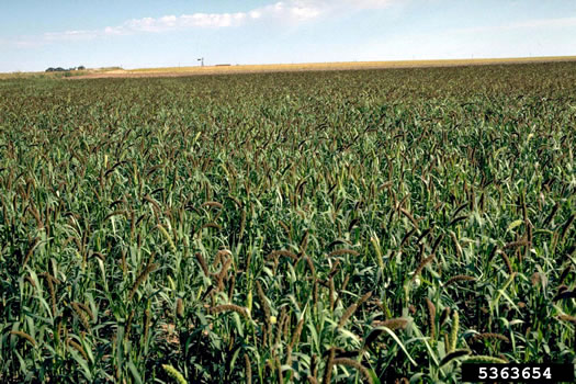 image of Setaria italica, Yellow Foxtail, Italian Millet, Foxtail Millet, Italian Foxtail