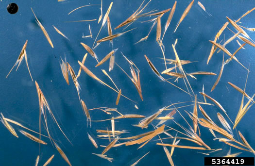 image of Bromus tectorum, Downy Brome, Downy Chess, Downy Cheat, Cheatgrass