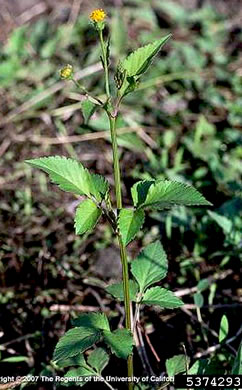 image of Bidens pilosa, Hairy Beggarticks