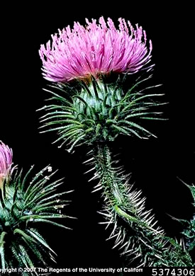 image of Carduus acanthoides ssp. acanthoides, Plumeless Thistle, Spiny Plumeless-thistle, Broad-winged Thistle