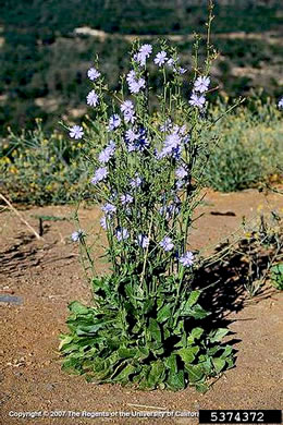 image of Cichorium intybus, Chicory, Blue-sailors, Succory