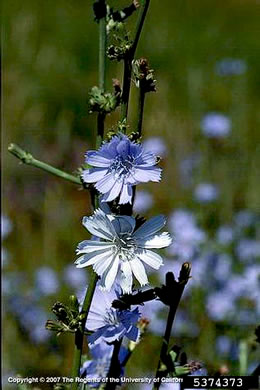 image of Cichorium intybus, Chicory, Blue-sailors, Succory