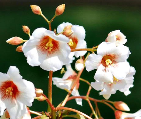 image of Vernicia fordii, Tung-oil Tree