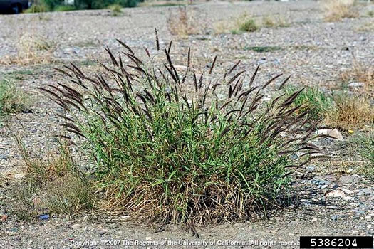 image of Cenchrus ciliaris, Buffelgrass