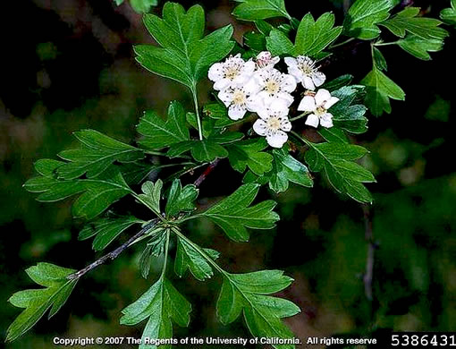 image of Crataegus monogyna, English Hawthorn, Singleseed Hawthorn, One-seeded Hawthorn