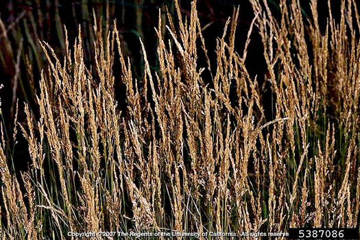 image of Agrostis stolonifera, Creeping Bentgrass