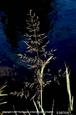 panicle