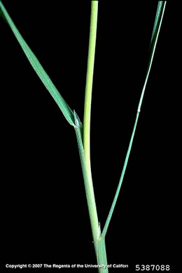 image of Agrostis stolonifera, Creeping Bentgrass