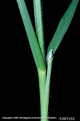leaf or frond of Bromus catharticus var. catharticus, Rescue Grass