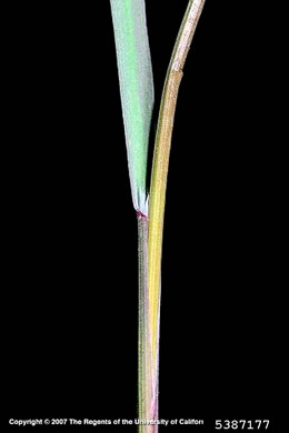 leaf or frond of Bromus sterilis, Poverty Brome, Barren Brome, Cheatgrass