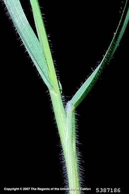 leaf or frond of Bromus arvensis, Field Brome