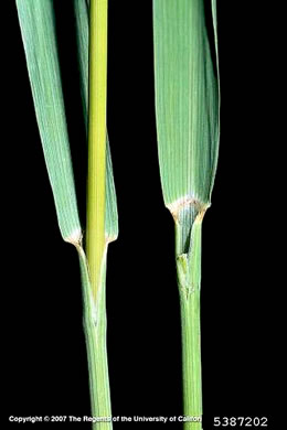 leaf or frond of Bromus inermis, Smooth Brome, Hungarian Brome