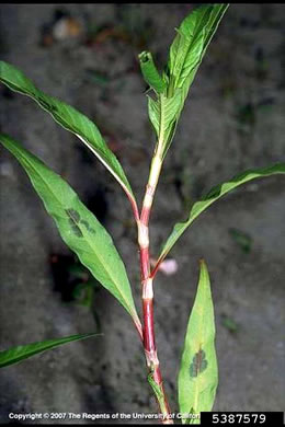 image of Persicaria maculosa, Spotted Lady's-thumb, Heart's-ease