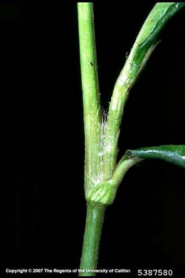 image of Persicaria maculosa, Spotted Lady's-thumb, Heart's-ease