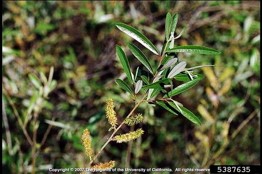 image of Salix babylonica, Weeping Willow