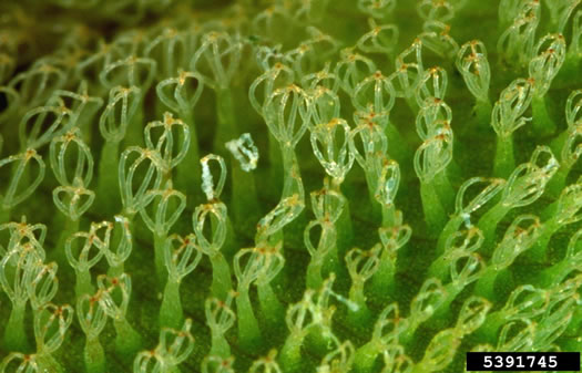 image of Salvinia molesta, Giant Salvinia, Kariba Weed