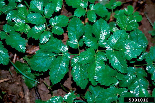 leaf or frond of Aegopodium podagraria, Goutweed, Bishop's Weed