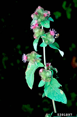 image of Arctium minus, Lesser Burdock, Common Burdock