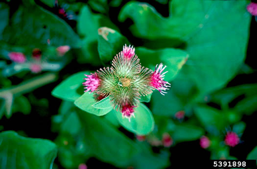 image of Arctium minus, Lesser Burdock, Common Burdock