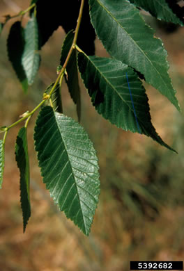 image of Ulmus pumila, Siberian Elm, Dwarf Elm