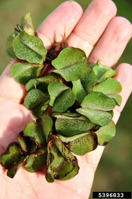 Salvinia molesta, Giant Salvinia, Kariba Weed