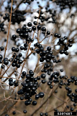 berry: Ligustrum vulgare, European Privet, Common Privet