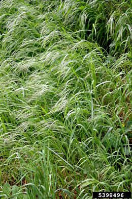 image of Bromus sterilis, Poverty Brome, Barren Brome, Cheatgrass