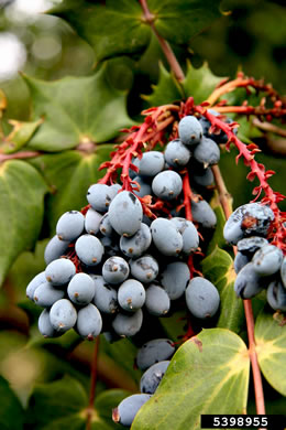 image of Mahonia bealei, Leatherleaf Mahonia, Chinese Mahonia, Holly-grape