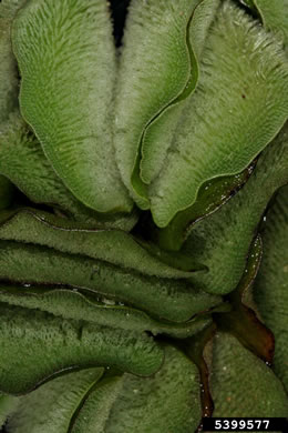 image of Salvinia molesta, Giant Salvinia, Kariba Weed