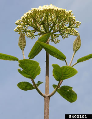 image of Viburnum lantana, Wayfaring Tree