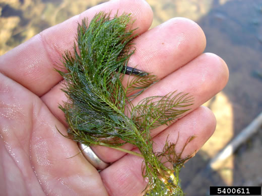 Myriophyllum spicatum, Eurasian Water-milfoil