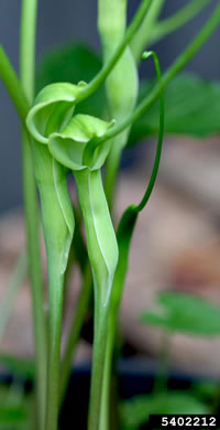 spathe