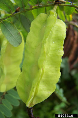 image of Sesbania punicea, Rattlebush, Purple Sesban, Scarlet Wisteria-tree, Red Sesban