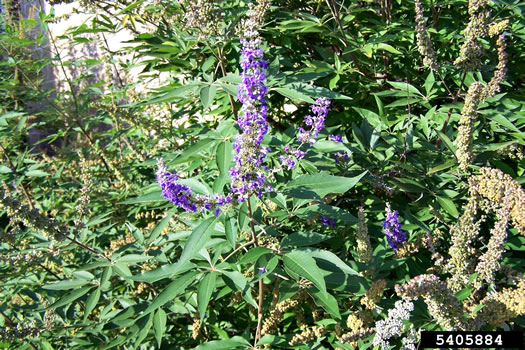 image of Vitex agnus-castus, Chaste-tree