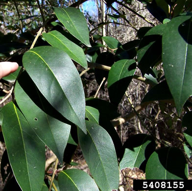 image of Ligustrum lucidum, Glossy Privet, Broadleaf Privet