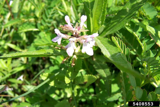 image of Stachys floridana, Florida Betony, Rattlesnake-weed, Florida Hedgenettle