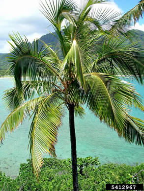 image of Cocos nucifera, Coconut Palm